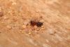 Smicromyrmini inconnu
